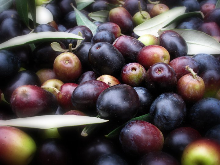 Le olive