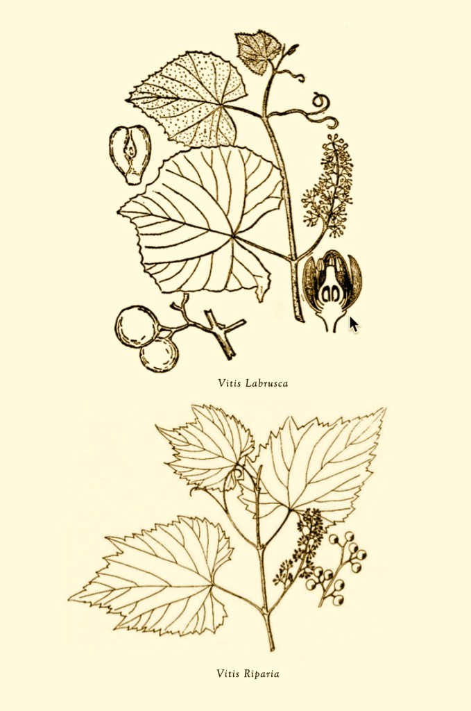 Vitis Labrusca e Riparia