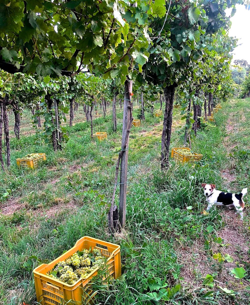 69461396_10157417531390502_8854207408646389760_o